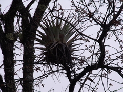Tillandsia prodigiosa