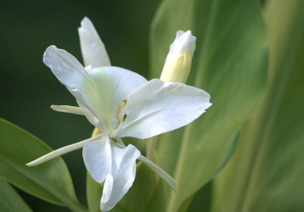 Hedychium coronarium
