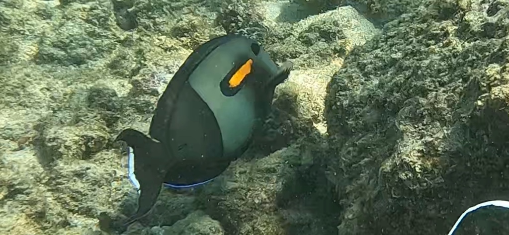 Gendarme fish (Acanthurus olivaceus) — Acanthuridae