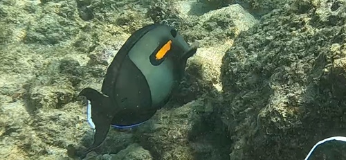 Gendarme fish (Acanthurus olivaceus) — Acanthuridae