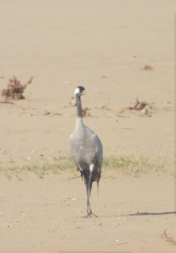 Common Crane