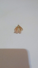 Lepidoptera
