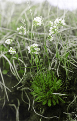 Draba arctica