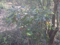 Comocladia macrophylla