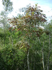 Comocladia macrophylla