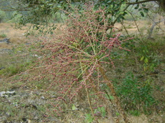 Comocladia macrophylla