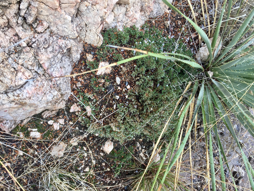 Rockloving spikemoss (Selaginella rupincola)