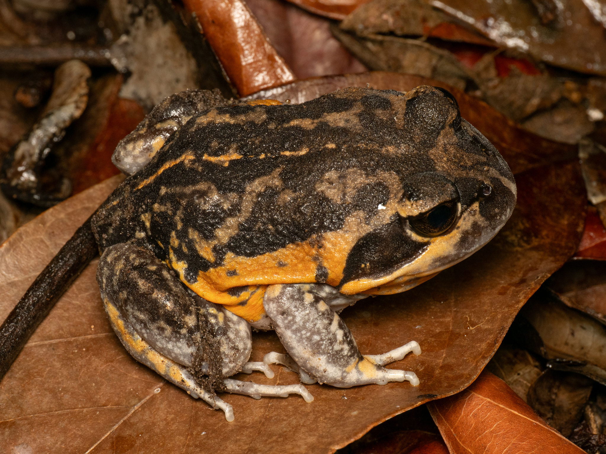 Northern Banjo Frog photo 4