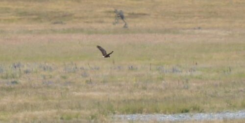 Swamp Harrier (Circus approximans), photo 5