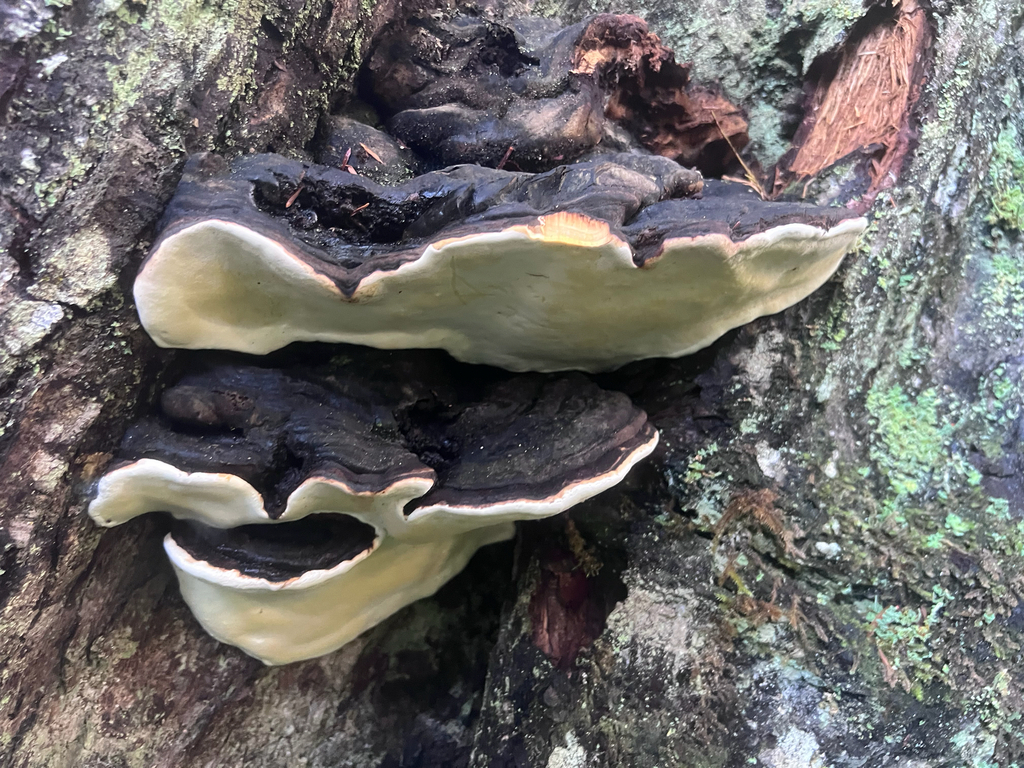Fomitopsis ochracea · January 2026 · photo: © rmcminds (iNaturalist, cc-by)