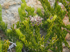 Phylica maximiliani