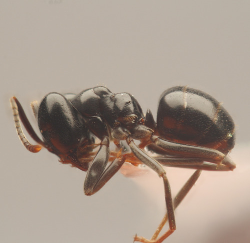 背视图图像 - Rayane Abid