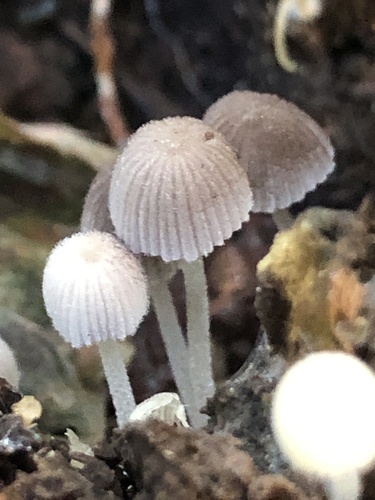 Trooping Crumble Cap