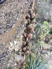 Agave schottii