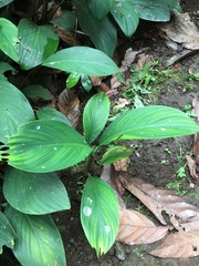 Spathiphyllum wallisii