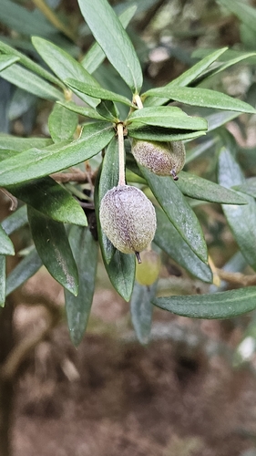 Cheesewood (Pittosporum bicolor)