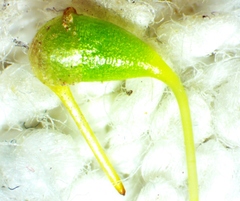 Funaria flavicans