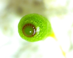 Funaria flavicans