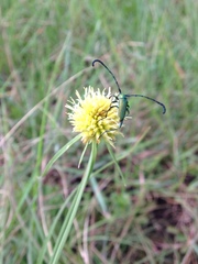 Hypocrites claviger laevipes