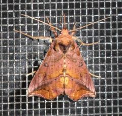 Pseudeva purpurigera