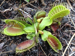 Dionaea muscipula