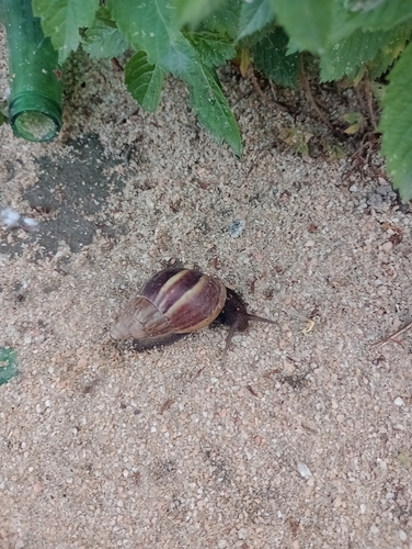 Lissachatina fulica