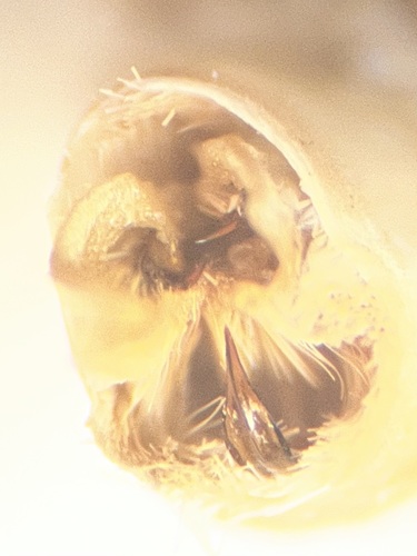 Canadian Melanolophia Moth photo 3