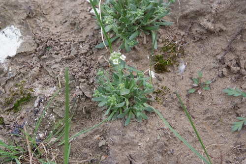 Arctic Whitlowgrass (Draba arctica) · iNaturalist