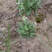 Draba arctica - Photo (c) Игорь Поспелов, alguns direitos reservados (CC BY-NC), enviado por Игорь Поспелов