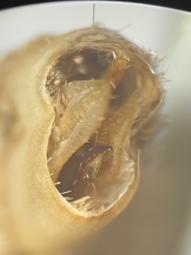 Signate Melanolophia Moth photo 3