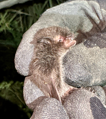 Australian Large-footed Myotis