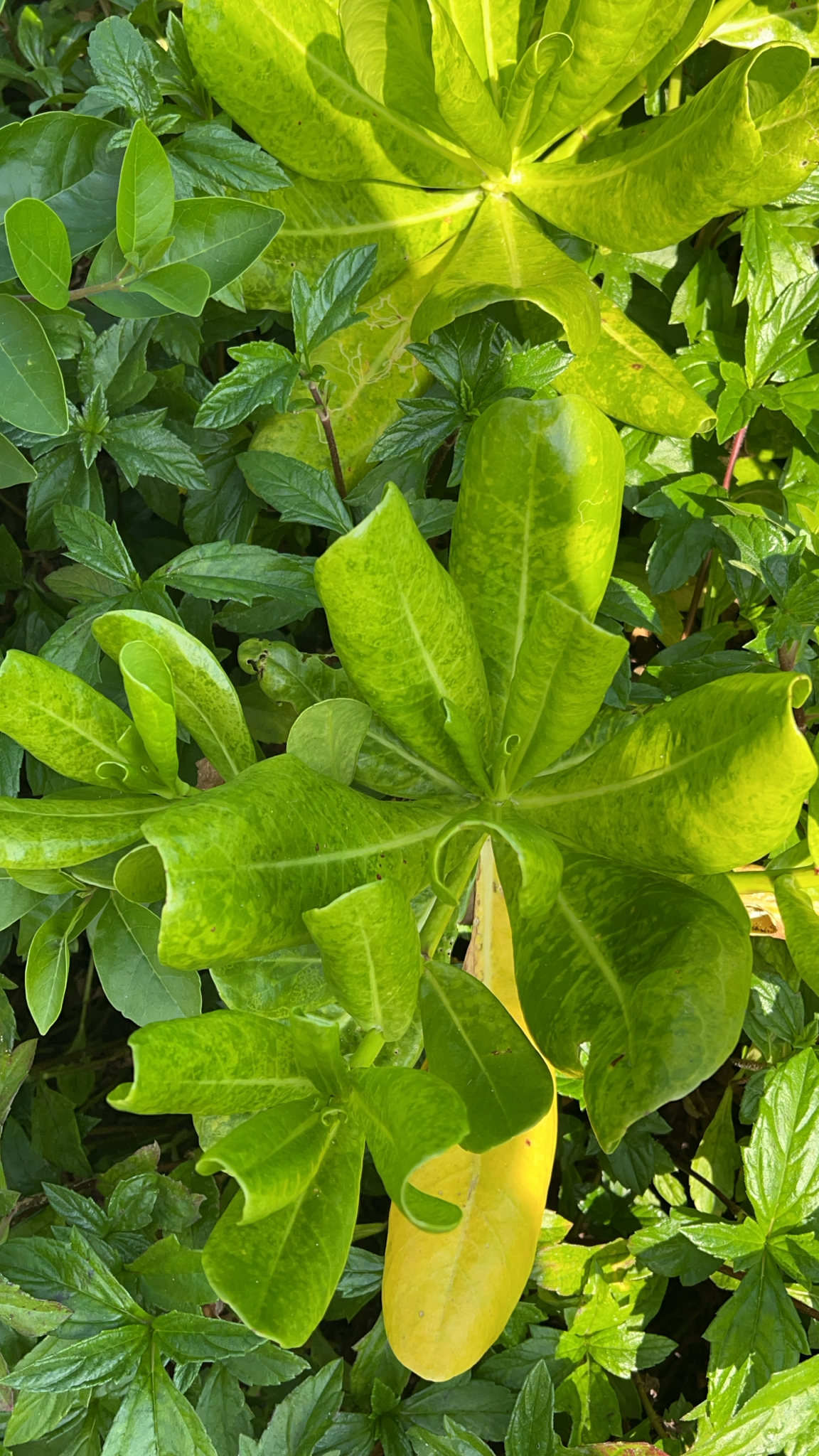 Scaevola taccada (Scaevola taccada)