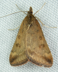 Pyrausta tatalis