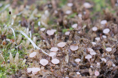 Roseodiscus subcarneus