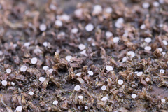 Roseodiscus subcarneus