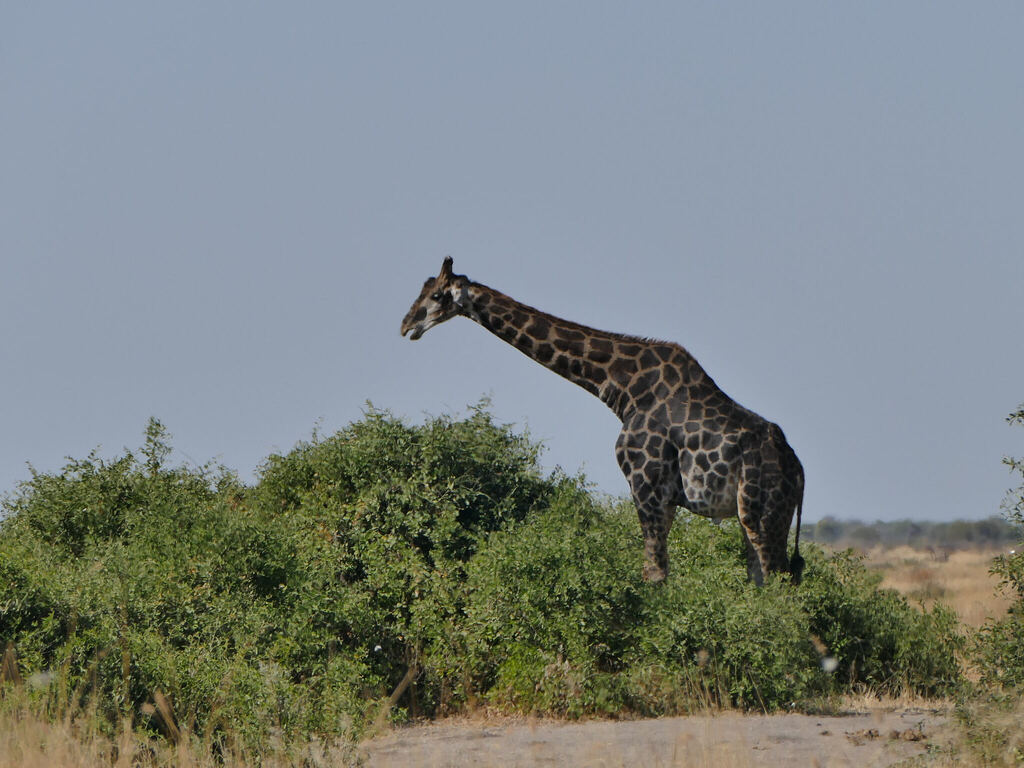 Giraffa giraffa giraffa, Chobe, Botswana, by radinis