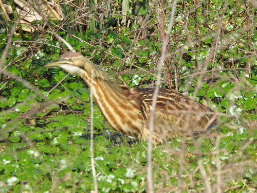 American Bittern (Botaurus lentiginosus), photo 7