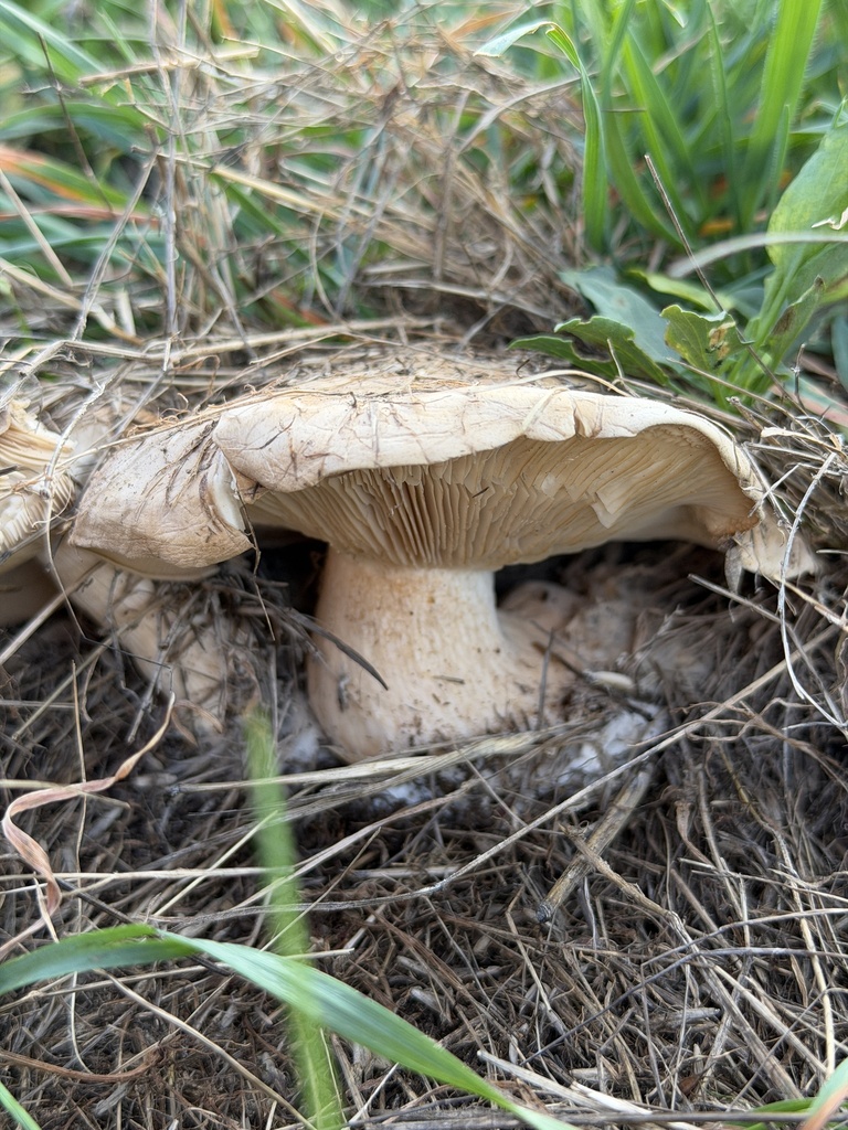 Collybia brunneocephala