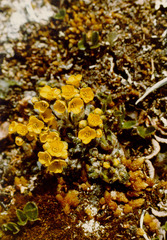 Draba corymbosa
