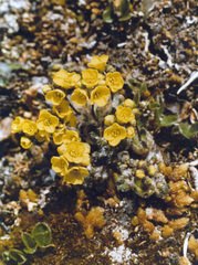 Draba corymbosa
