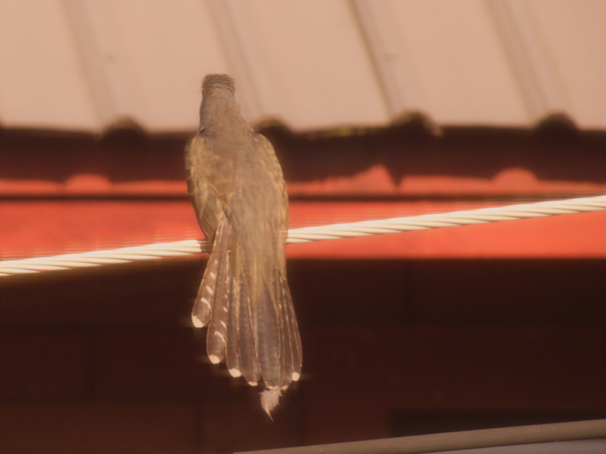 Plaintive Cuckoo (Cacomantis merulinus), photo 5