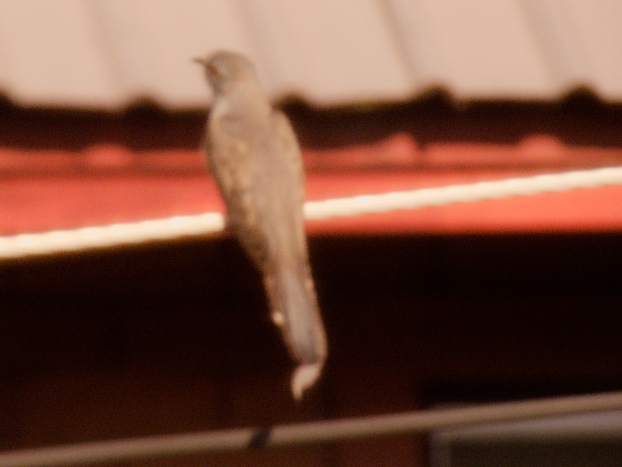 Plaintive Cuckoo (Cacomantis merulinus), photo 4