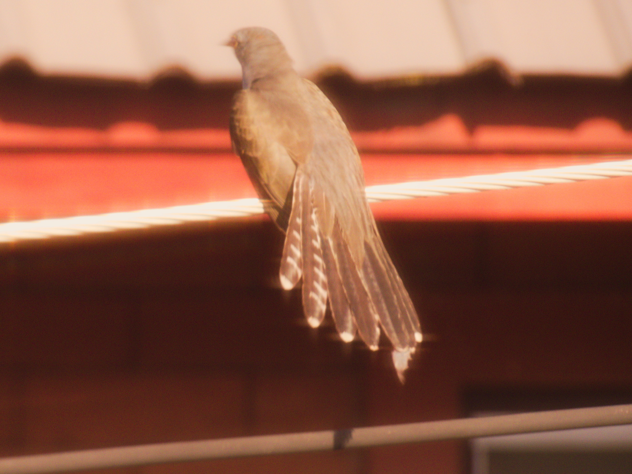 Plaintive Cuckoo (Cacomantis merulinus), photo 3