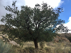 Quercus oblongifolia
