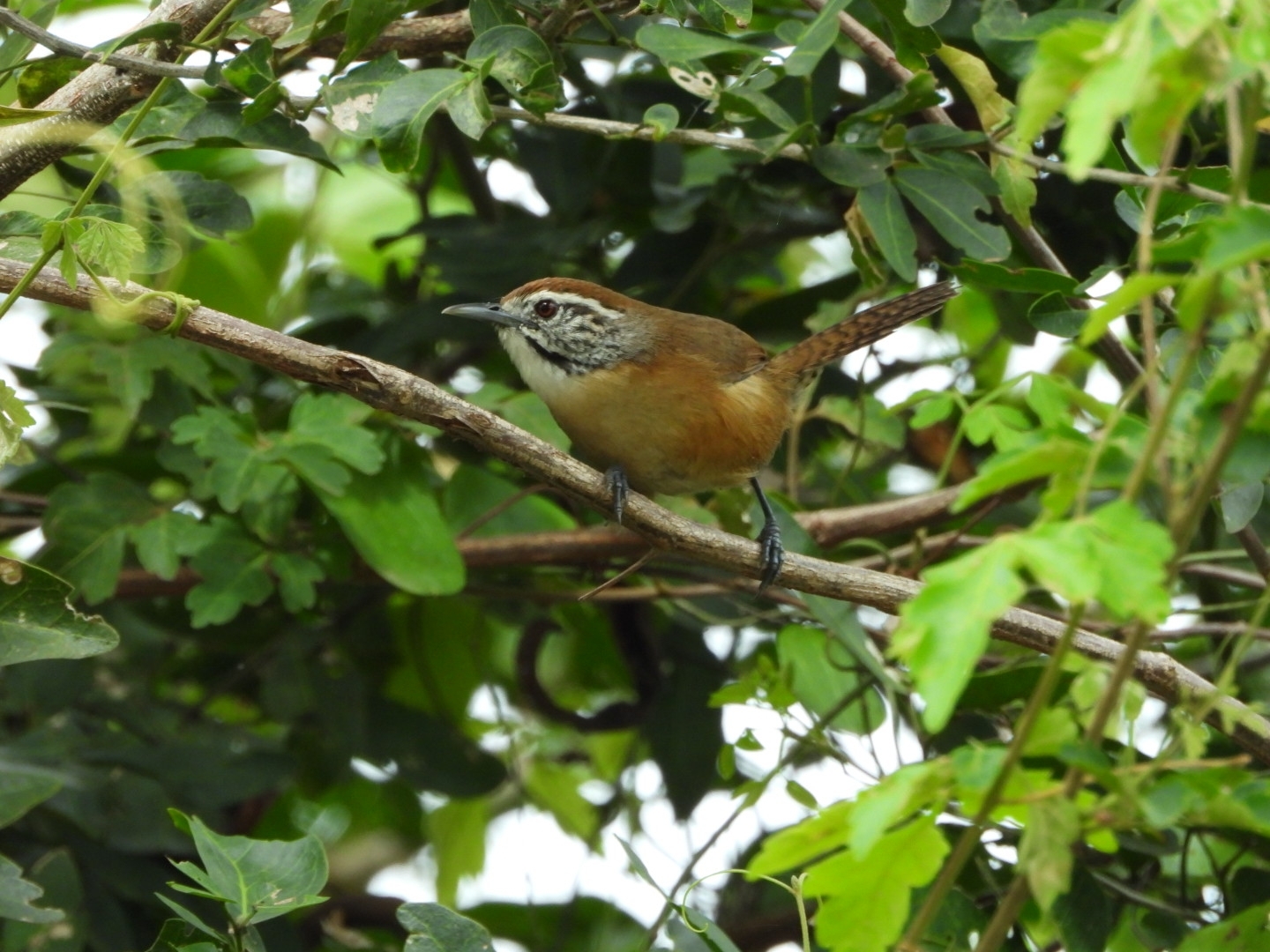 Happy Wren (Pheugopedius felix), photo 3