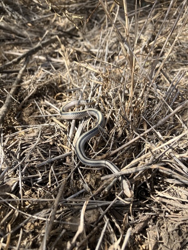 Texas Patch-nosed Snake