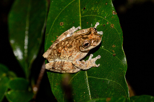 Corcovado Treefrog, Dendropsophus seniculus