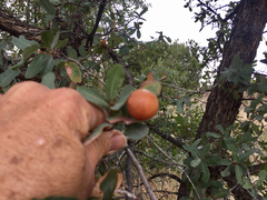 Quercus oblongifolia