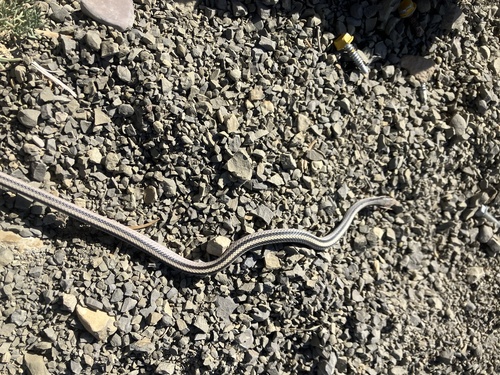 Texas Patch-nosed Snake