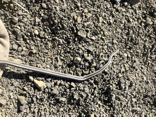 Texas Patch-nosed Snake